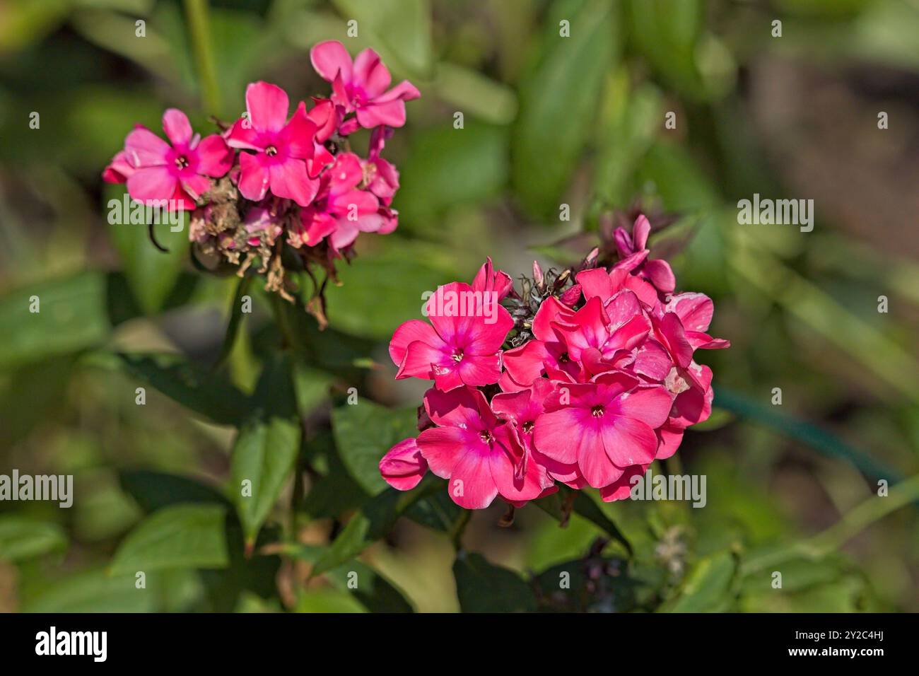 Il primo piano di phlox paniculata `windsor`, noto anche come giardino phlox, è una specie di pianta in fiore della famiglia phlox. Foto Stock