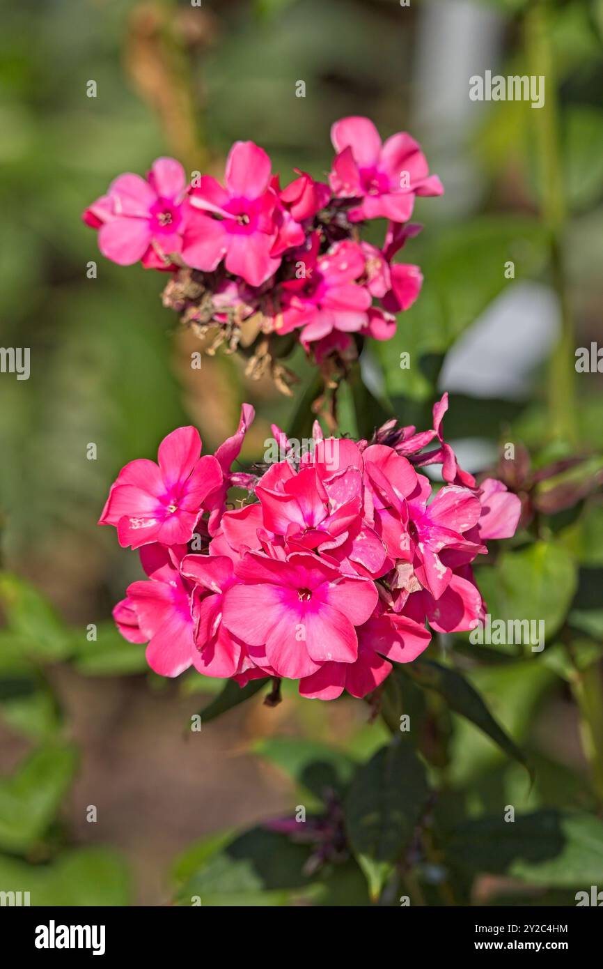 Il primo piano di phlox paniculata `windsor`, noto anche come giardino phlox, è una specie di pianta in fiore della famiglia phlox. Foto Stock