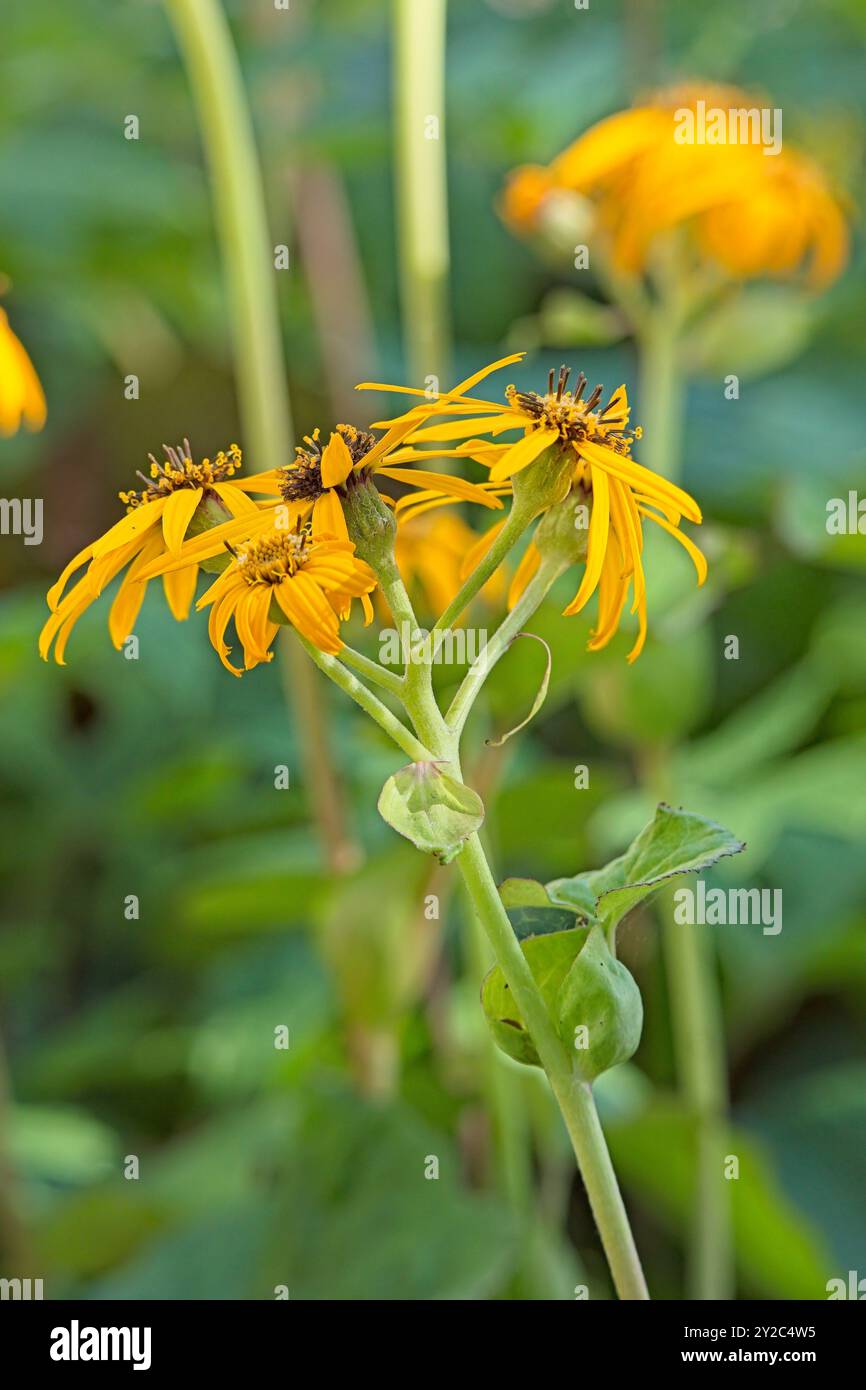 Closeup of ligularia stenocephala, noto anche come razzo, è una specie del genere ligularia e della famiglia delle asteraceae. Foto Stock