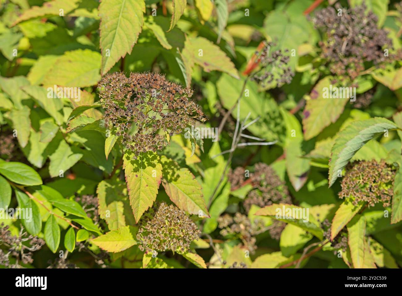 Il primo piano di spiraea trichocarpa, noto come spiraea coreana, è un arbusto deciduo di medie dimensioni. Foto Stock