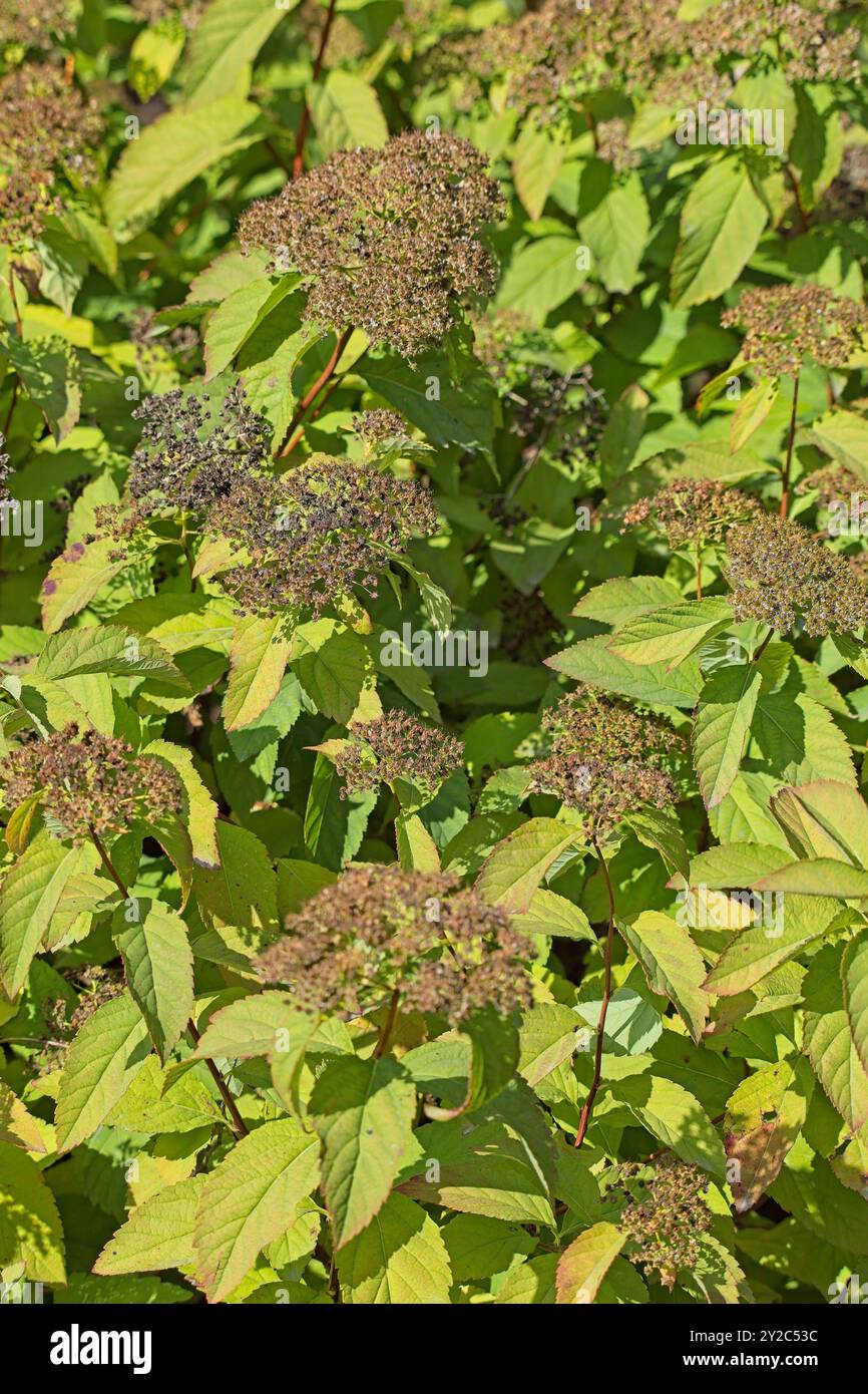 Il primo piano di spiraea trichocarpa, noto come spiraea coreana, è un arbusto deciduo di medie dimensioni. Foto Stock