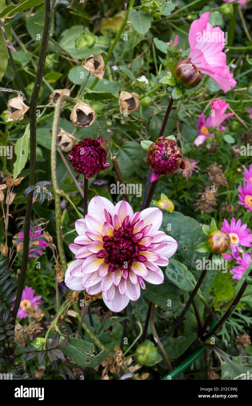 Giardino viola dahlia Foto Stock