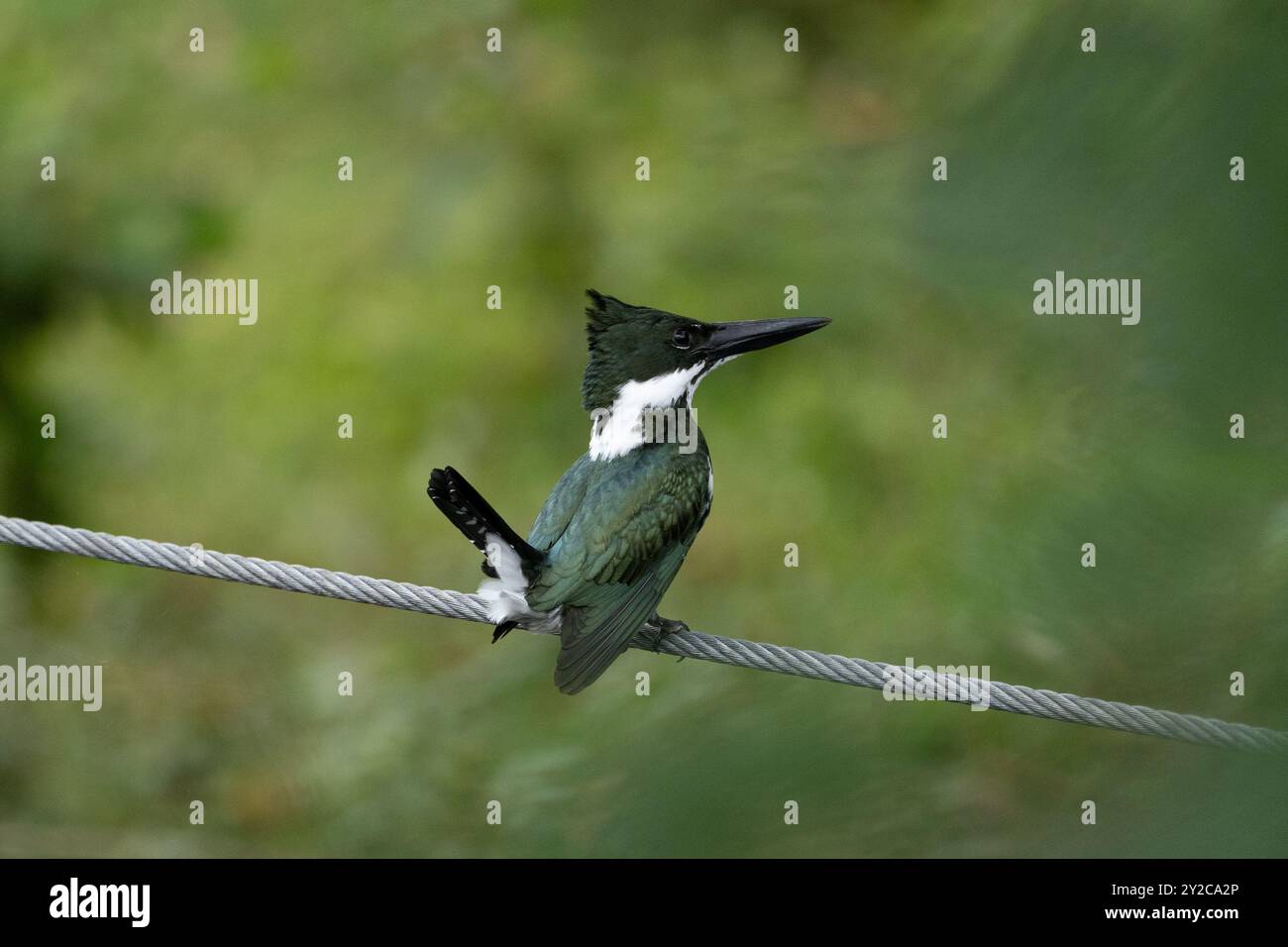 Donna amazzonia kingfisher (Chloroceryle amazona) seduta su una linea di metallo mentre era in caccia al mattino nella foresta della Costa Rica Foto Stock