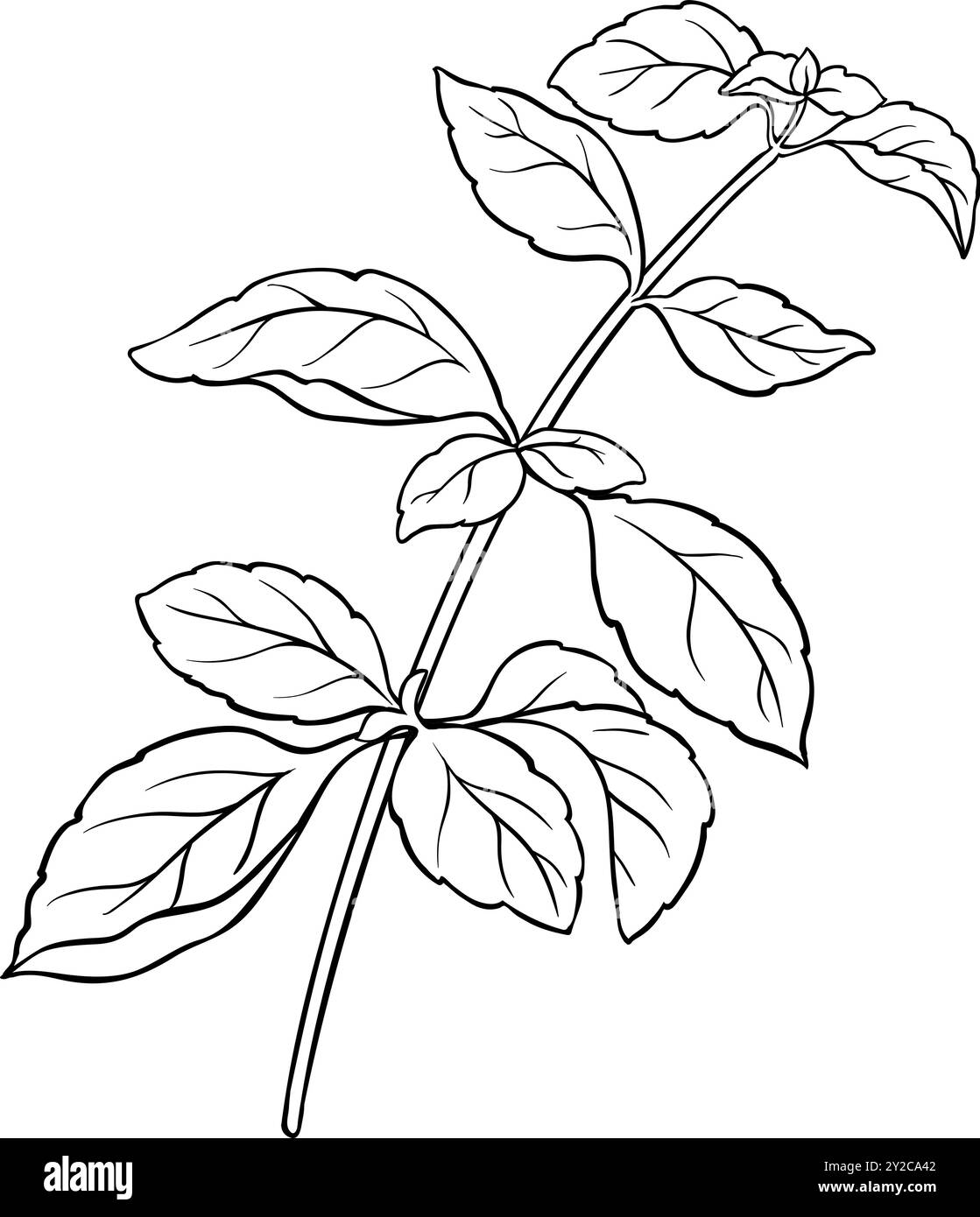 Illustrazione del ramo Basil con profilo delle lamelle Illustrazione Vettoriale