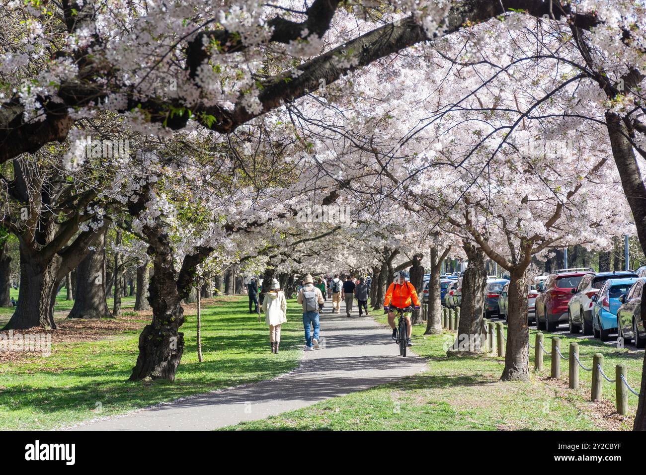 Alberi di ciliegio in primavera su Harper Avenue, Hagley Park North, Christchurch Central City, Christchurch (Ōtautahi), Canterbury, nuova Zelanda Foto Stock