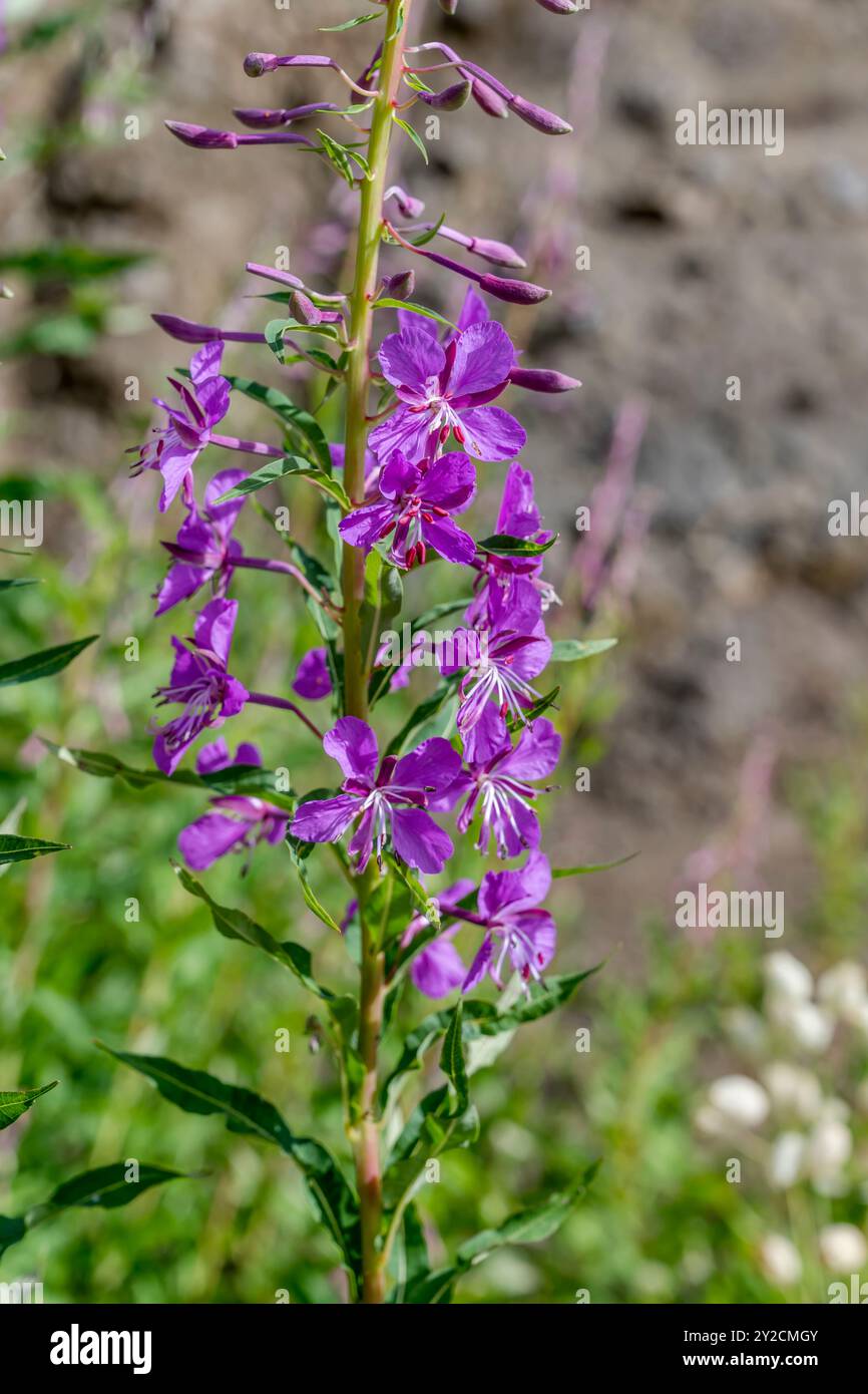 violet Epilobium Angustifolium fiori sul pendio alpino, girato con la luce brillante dell'estate vicino al rifugio di montagna Viel del Pan, Canazei, Italia Foto Stock
