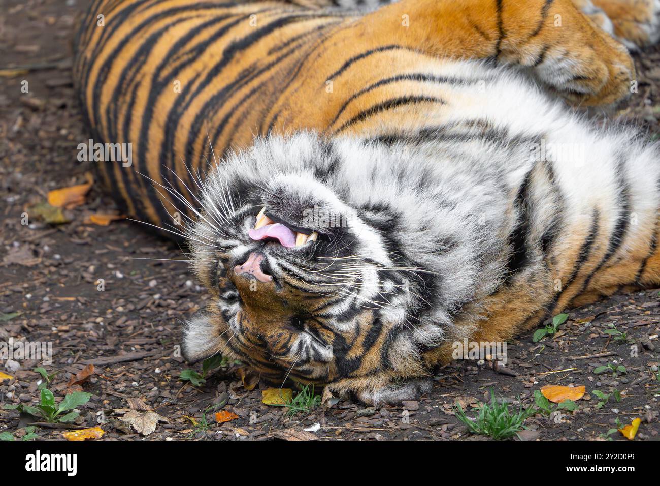 Vista ravvicinata della bella tigre isolata di Sumatra (Panthera tigris sumatrae) che rotola sulla schiena come un gatto giocoso! Foto Stock