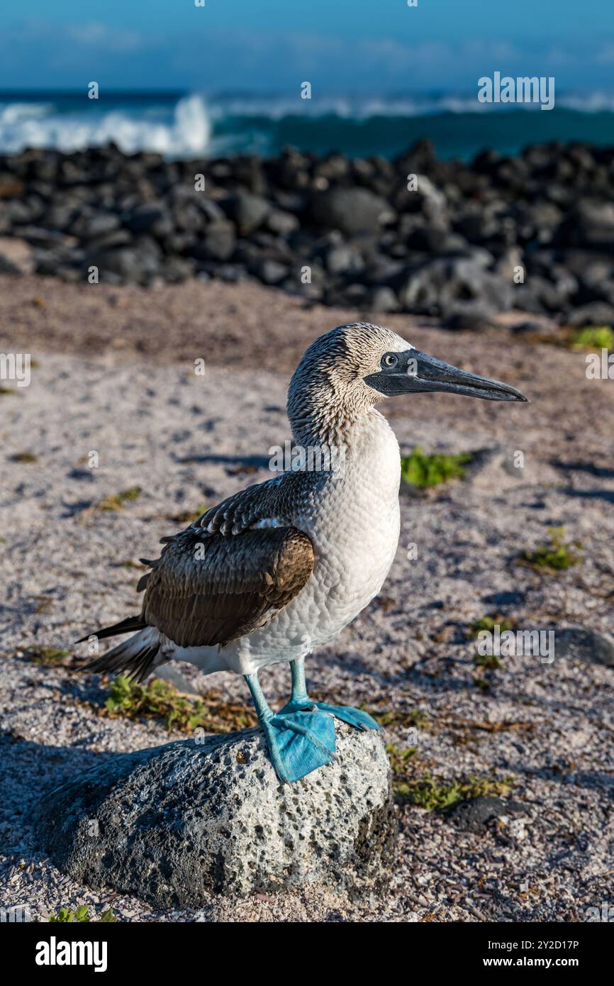 Un booby dai piedi blu (Sula nebouxii) in piedi su una roccia sulla riva, l'isola di San Cristobal, le Galapagos Foto Stock