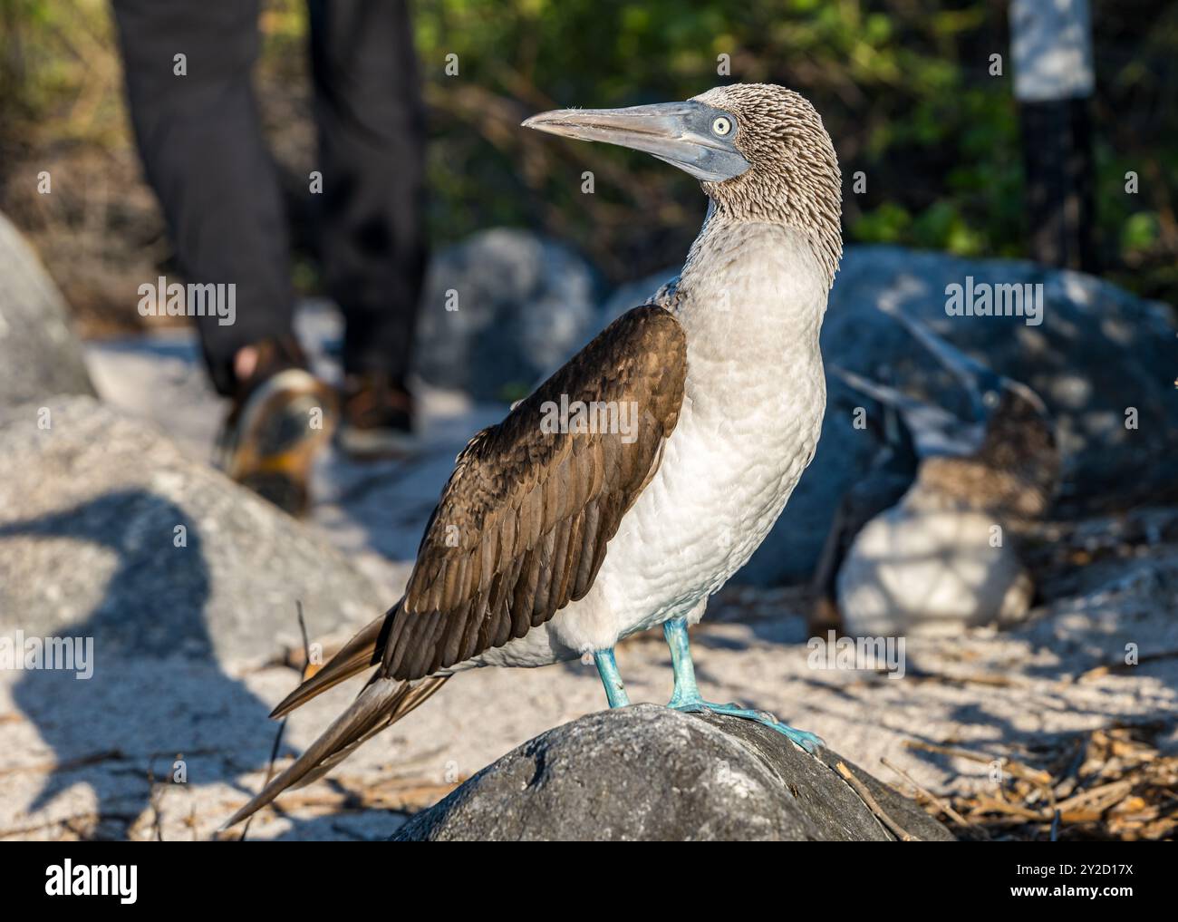 Una tana dai piedi blu (Sula nebouxii) in piedi su una roccia con una persona che cammina nelle vicinanze, l'isola di San Cristobal, le Galapagos Foto Stock
