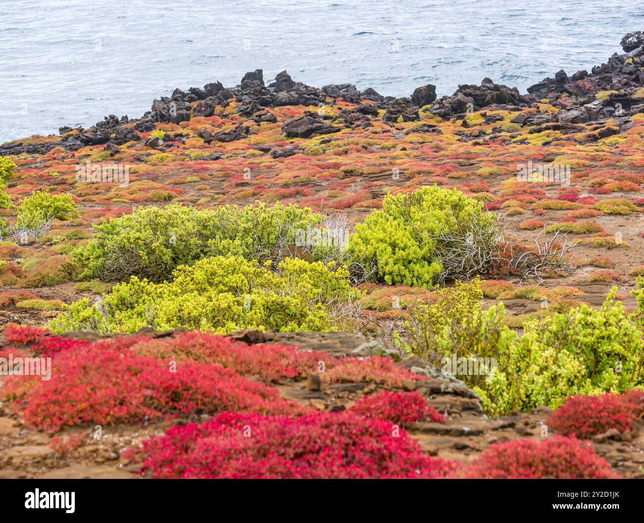 Vegetazione colorata sull'isola di San Cristobal, Galapagos Foto Stock