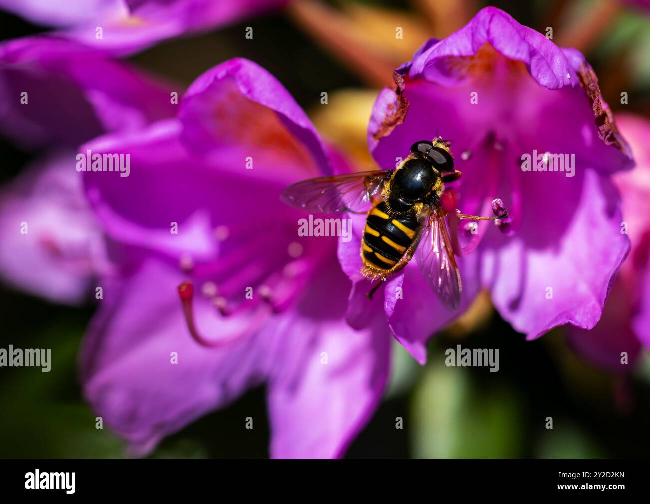 Hoverfly 'Sericomyia silentis' che si nutre del fiore rododendro rosa brillante. Primo piano dell'insetto alato. Wicklow, Irlanda Foto Stock