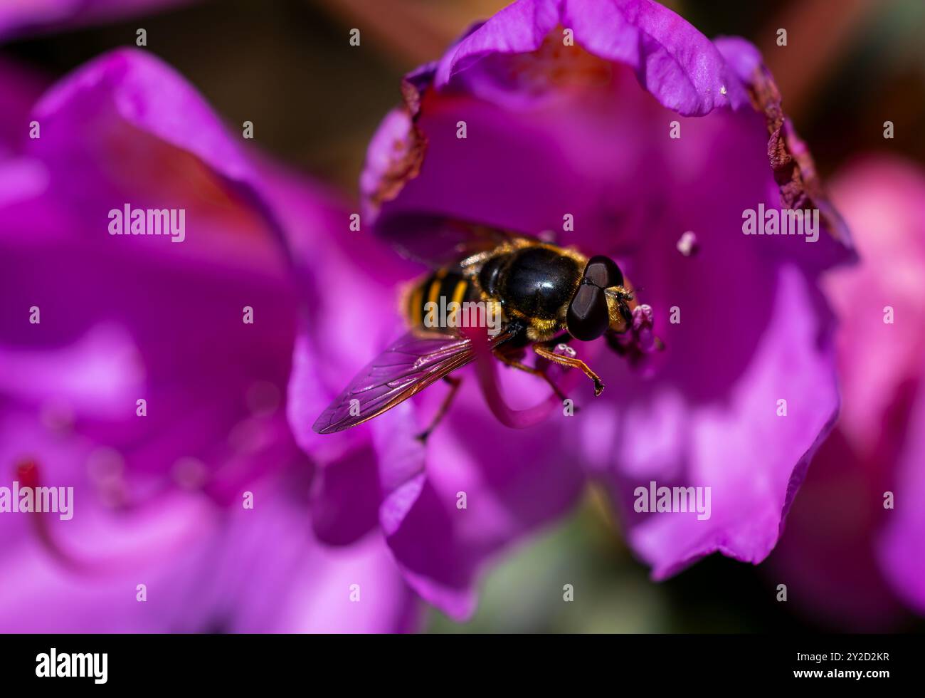Hoverfly 'Sericomyia silentis' che si nutre del fiore rododendro rosa brillante. Primo piano dell'insetto alato. Wicklow, Irlanda Foto Stock