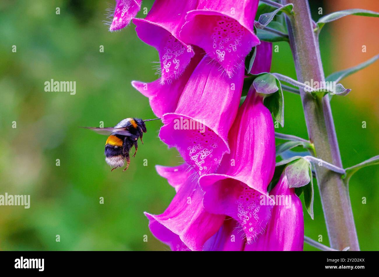 Bumblebee 'Bombus terrestris' dalla coda di buff in volo mentre si nutrono di nettare di fiore Foxglove rosa 'digitalis purpurea'. Wicklow, Irlanda Foto Stock