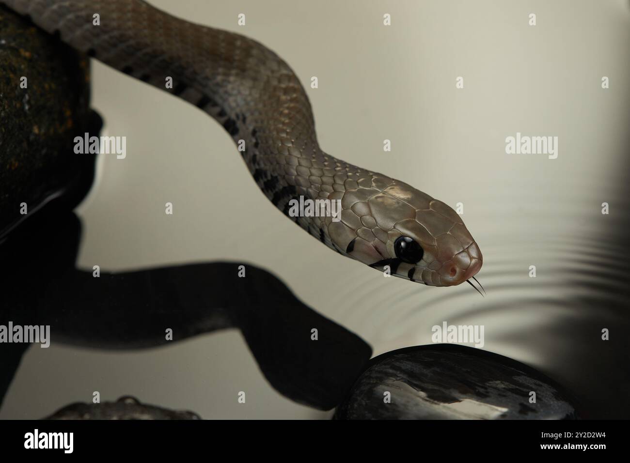 Un serpente viene catturato osservando il suo riflesso in acque calme e la sua testa leggermente inclinata mentre indaga. Foto Stock