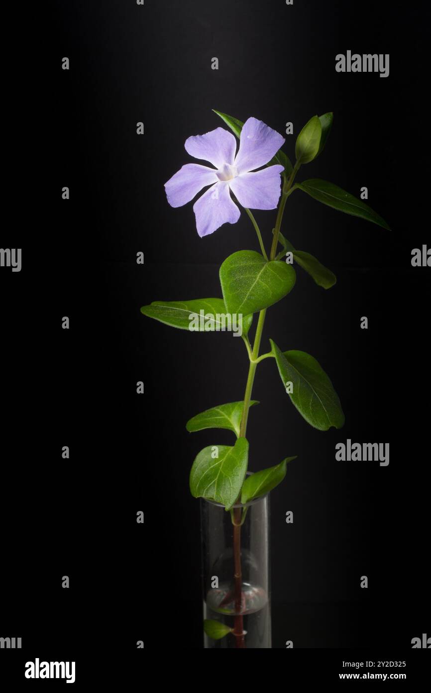 fiore di periwinkle in un vaso di vetro su sfondo nero Foto Stock