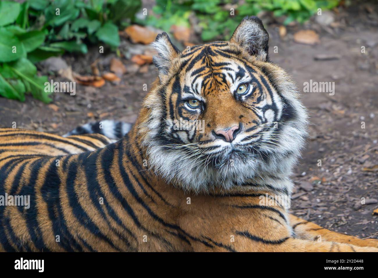 Vista ravvicinata della faccia di una tigre. Foto Stock