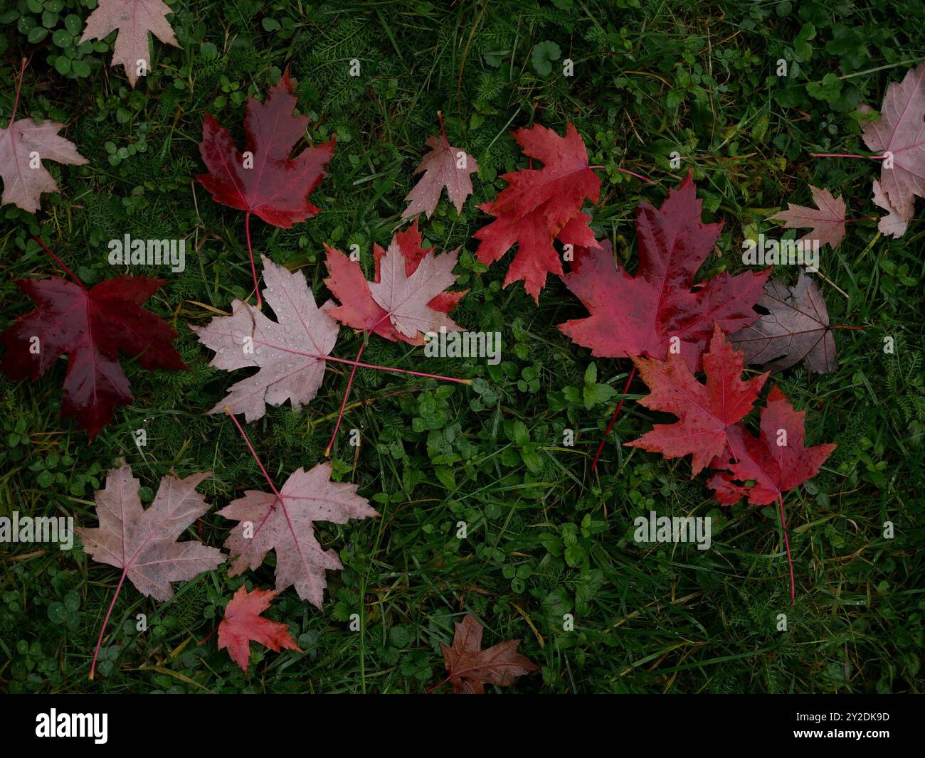 Foglie d'acero rosso caduto in autunno ricoperte di gocce d'pioggia sull'erba verde. Sfondo naturale Foto Stock