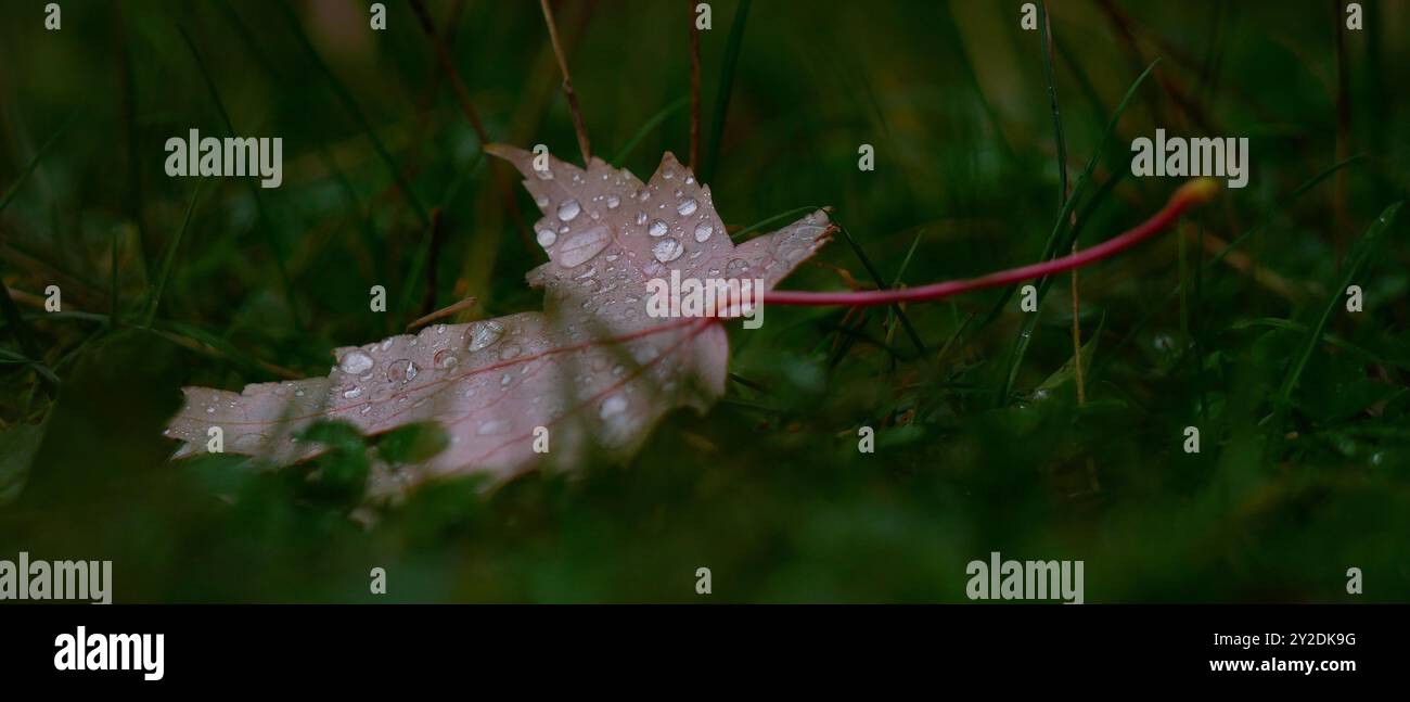 Foglia d'acero rosso autunno caduto ricoperto di gocce d'pioggia sull'erba verde. Sfondo naturale. Foto Stock