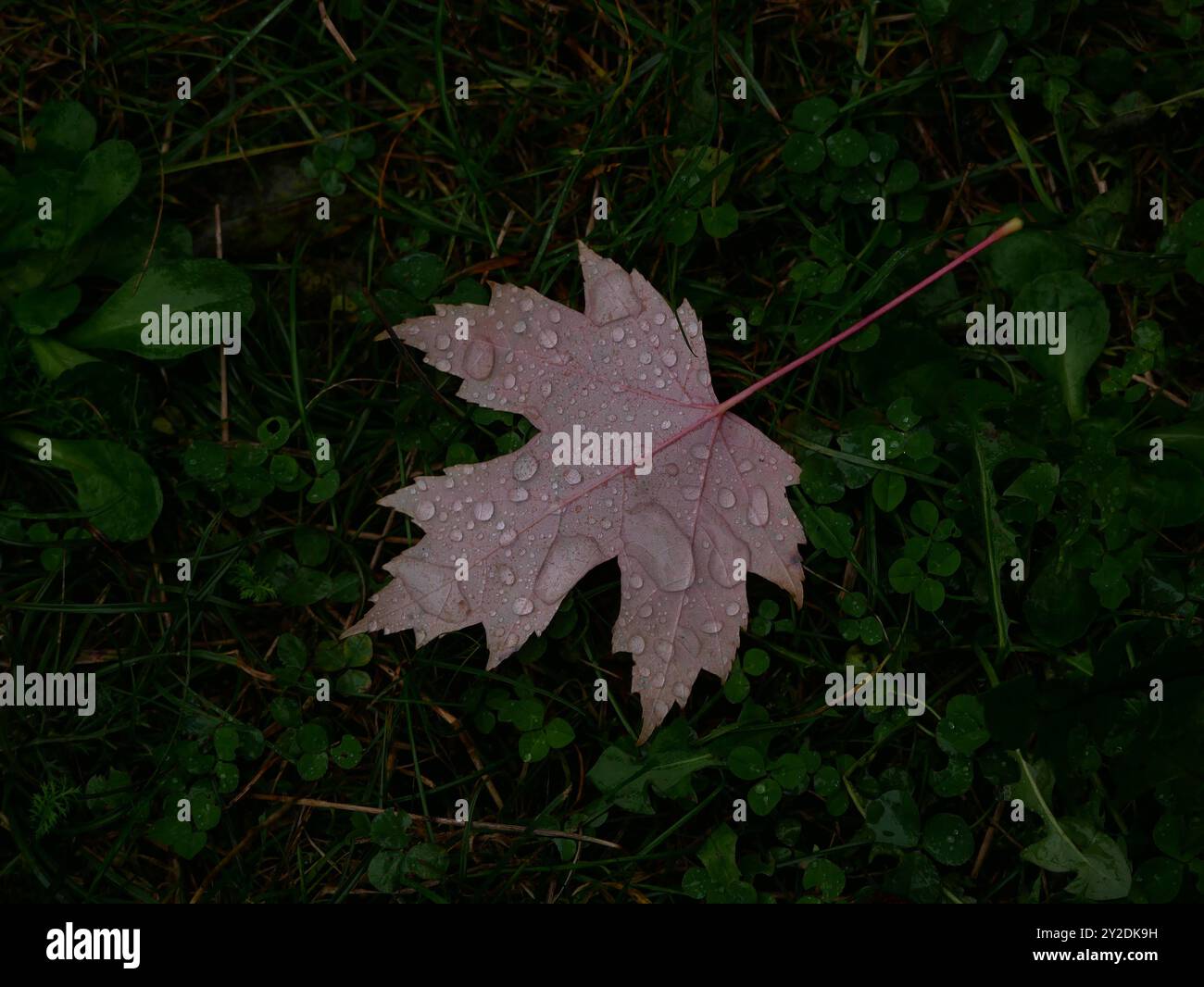 Foglia d'acero rosso autunno caduto ricoperto di gocce d'pioggia sull'erba verde. Sfondo naturale. Foto Stock