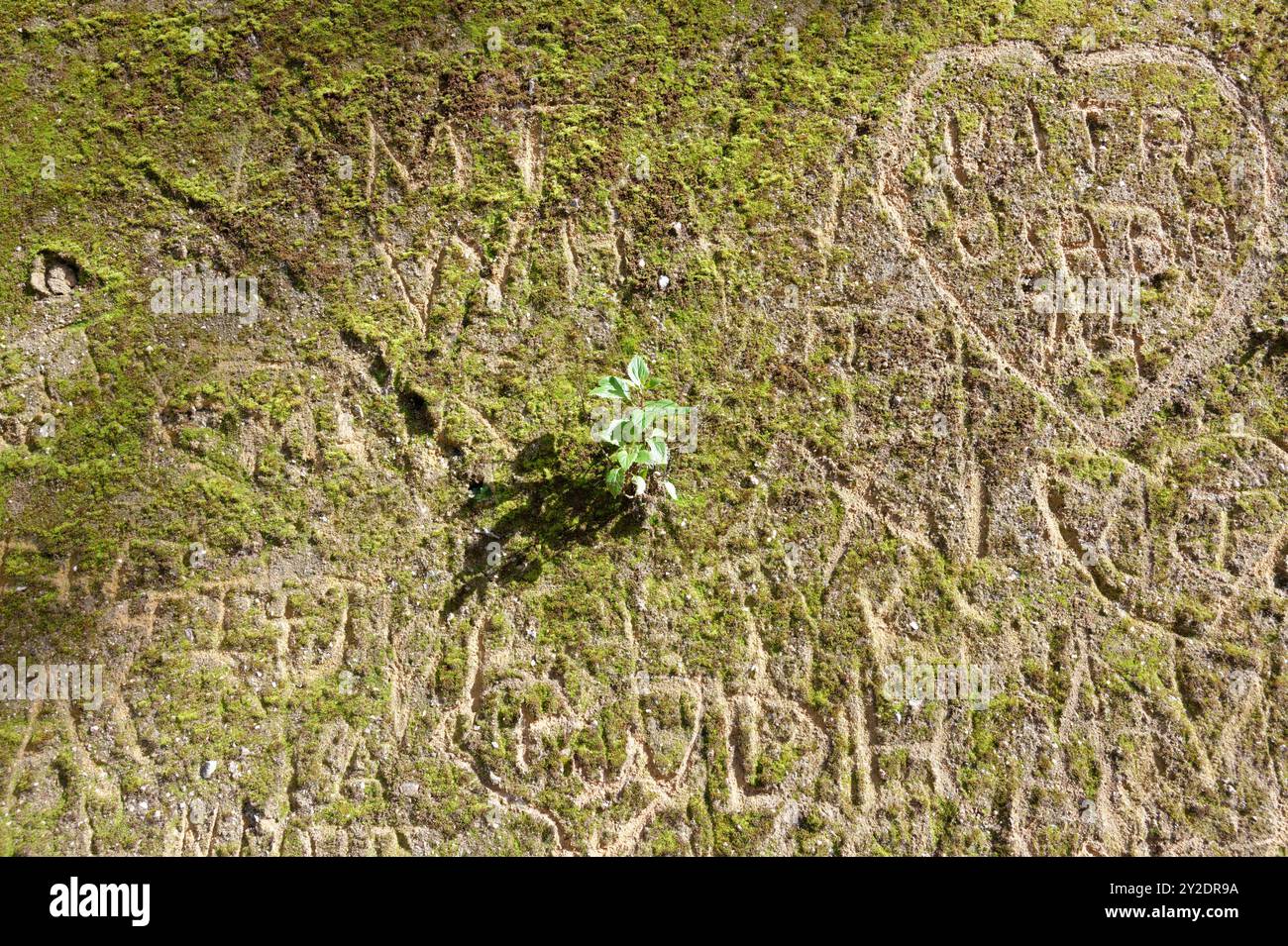 Una piccola pianta germoglia da un muro coperto di muschio inciso con incisioni fatte dall'uomo Foto Stock
