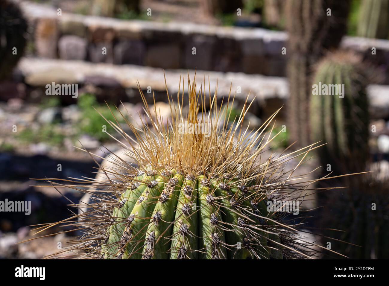 Spine su un Cardón, Leucostele atacamensis, un cactus colonnare nel Jardin Botánico de altura vicino Tilcara, Argentina. Foto Stock