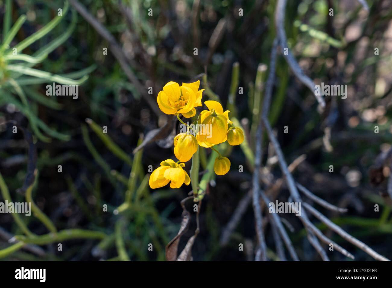 Retama, Senna crassiramea, in fiore nel Jardin Botánico de altura vicino a Tilcara, Argentina. Foto Stock
