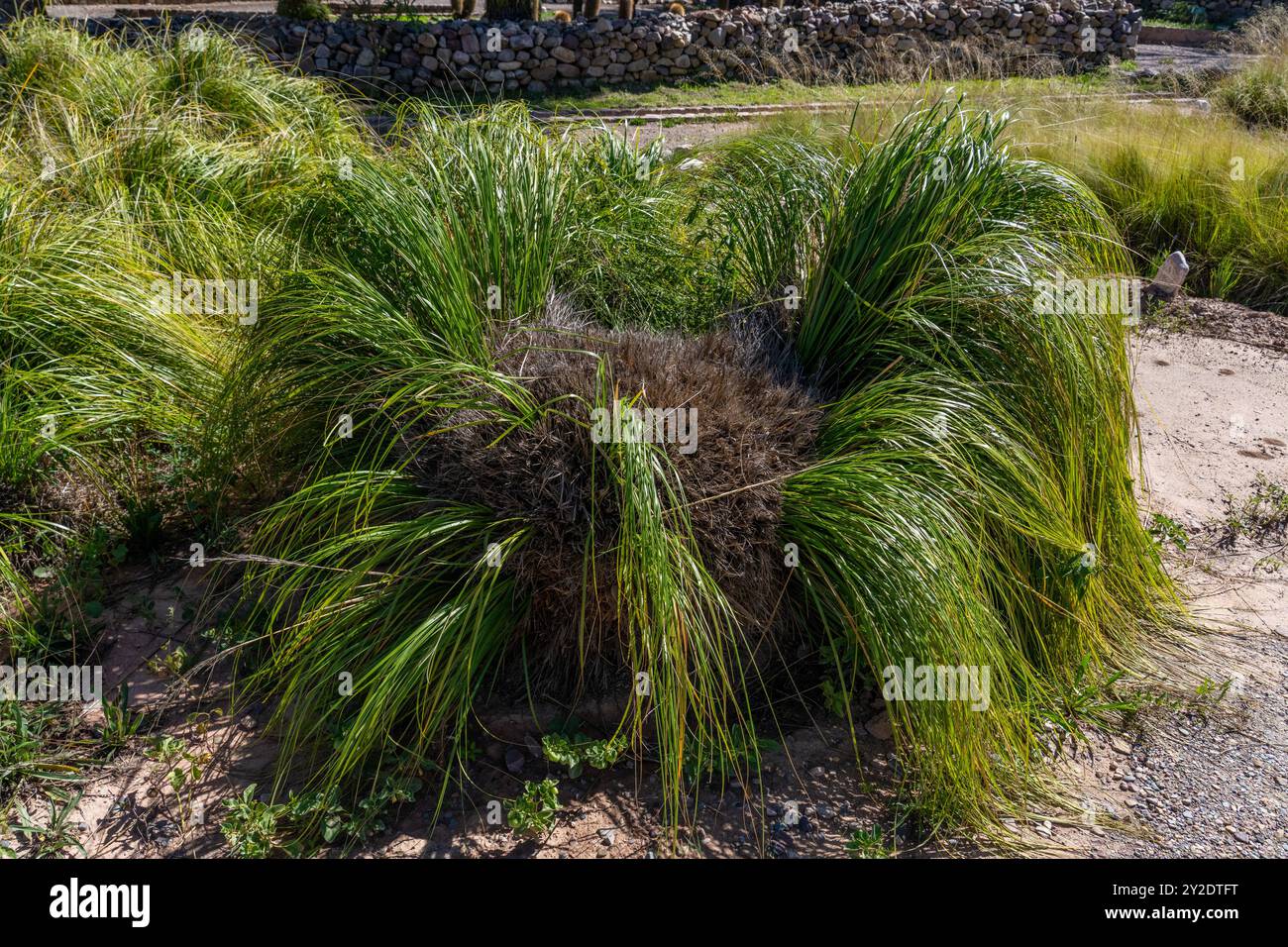 Cortaderia hiernonymii, un'erba di pampas, nel Jardin Botánico de altura vicino Tilcara, Argentina. Foto Stock
