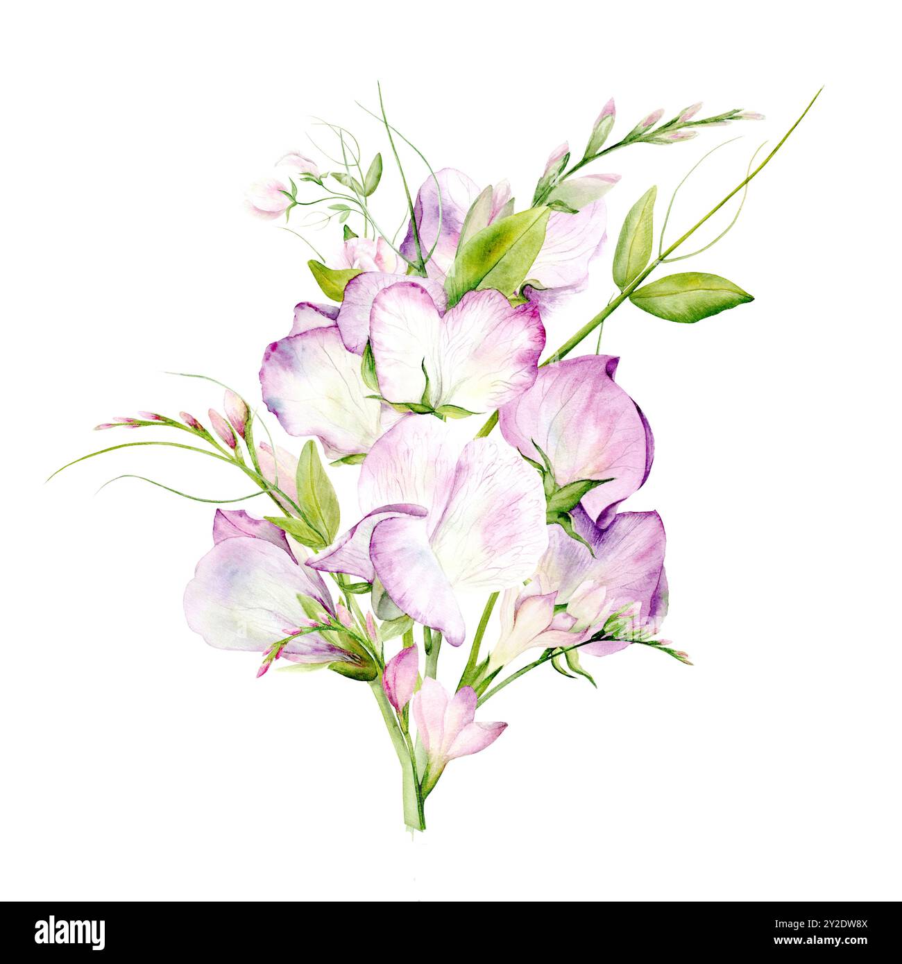 Dolce fiore di pisello. Bouquet di fiori di pisello con acquerello e farfalle su sfondo bianco. L'illustrazione è disegnata a mano. Adatto per disegni di carte, tessuti e scrapbooking Foto Stock