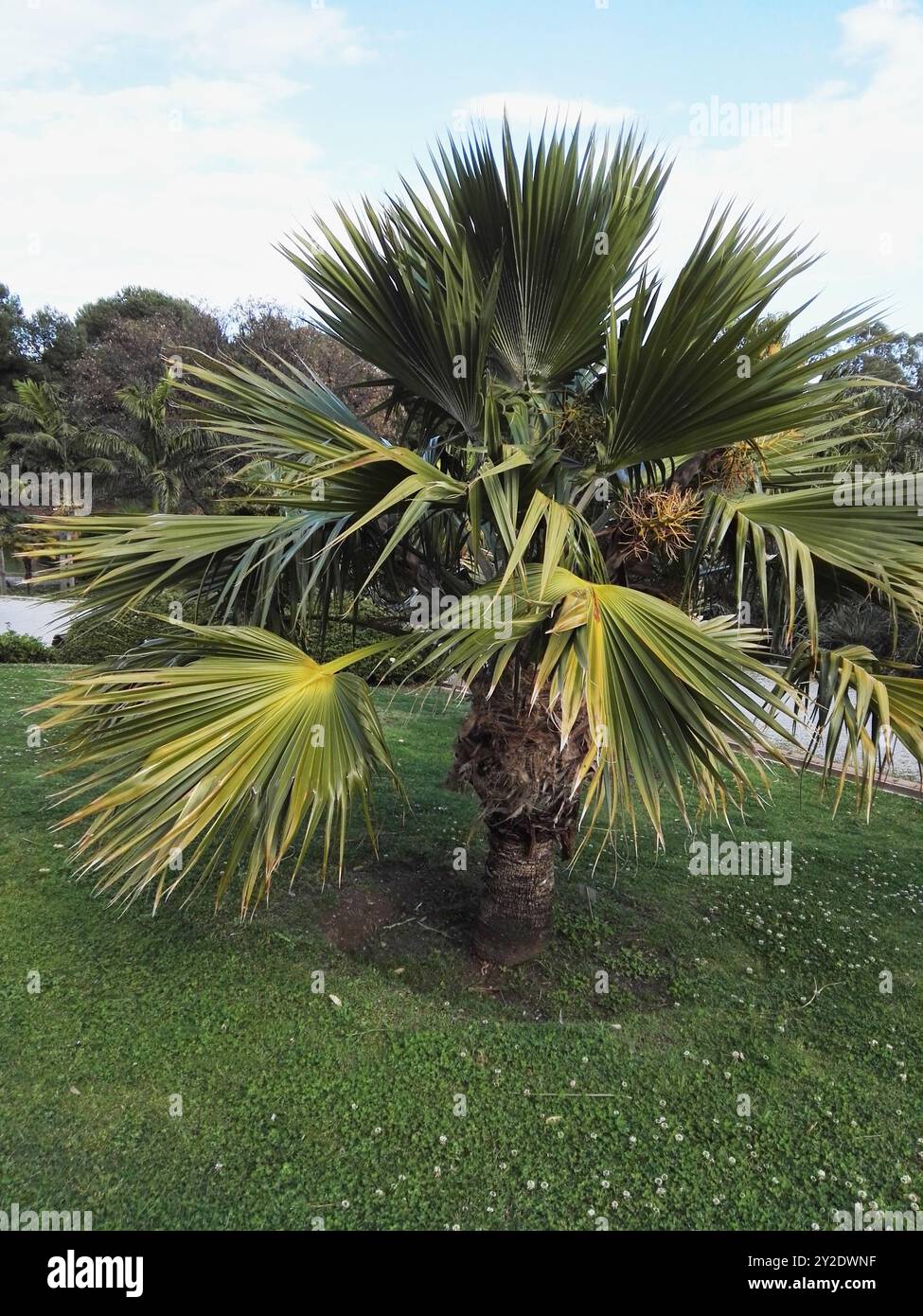 Pritchardia hillebrandii. Palme originaria delle isole Hawaii. Parque de la Paloma, Benalmádena, Málaga, Spagna. Foto Stock