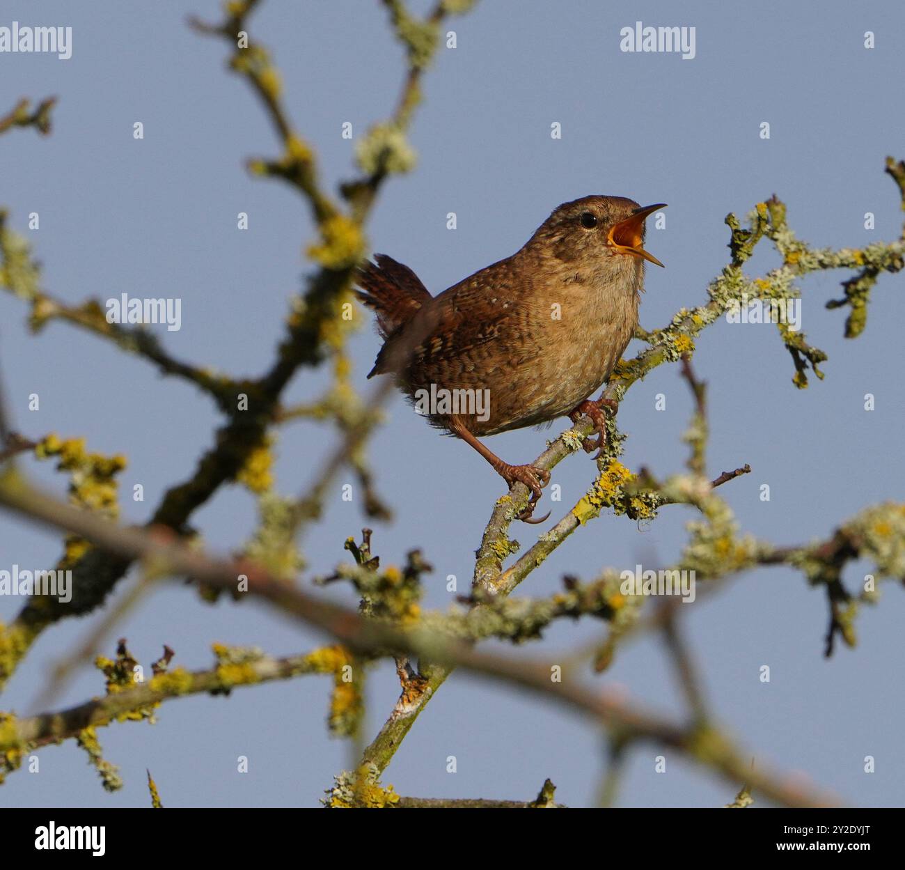 Un Wren eurasiatico (Troglodytes, troglodytes) che canta a Darley and Nutwood Local Nature Reserve, Derby, Derbyshire, Regno Unito Foto Stock