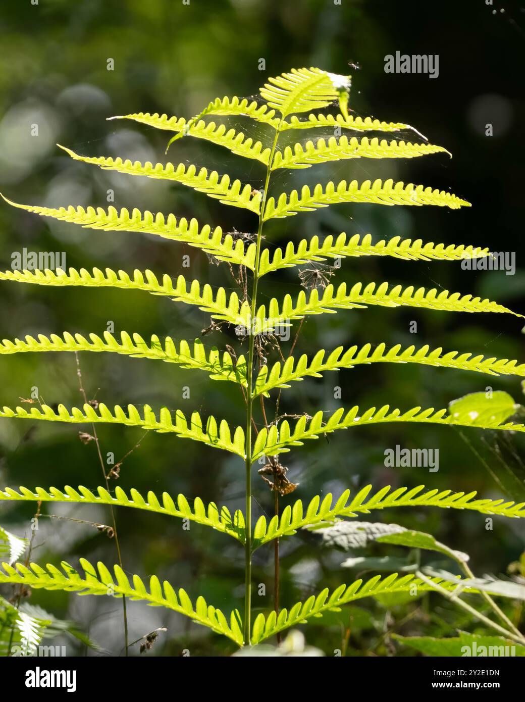 Una bella felce verde che si illumina al mattino con la luce dorata in natura. Foto Stock
