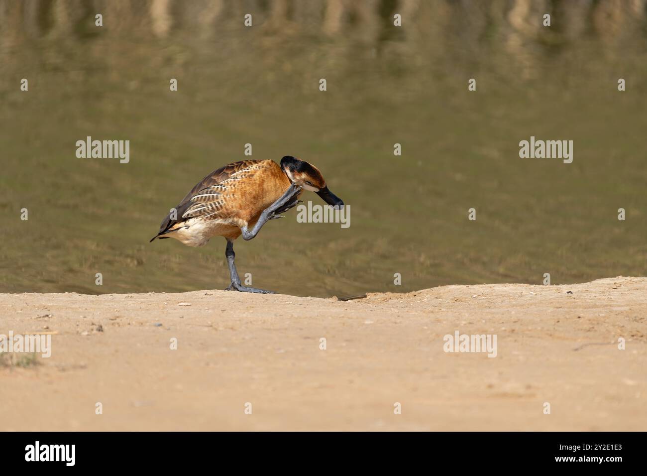 Un'anatra solitaria Fulvous che fischiava in piedi sulla riva del lago mentre graffiava la testa con i piedi. Sono anche chiamati Dendrocygna bicolor o Fulvou Foto Stock