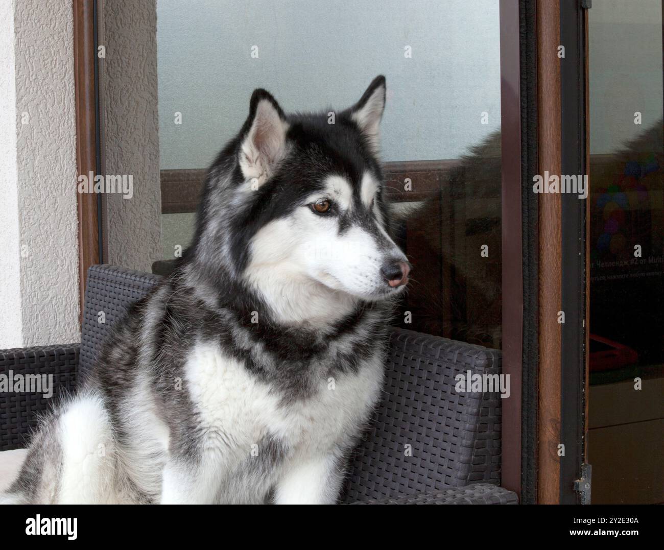 Un cane Husky Siberian pedigree è seduto sulla veranda e guarda in lontananza con interesse. Orizzontale. Foto Stock