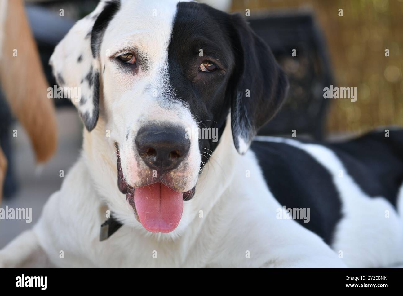 primo piano di cani misti più carini Foto Stock