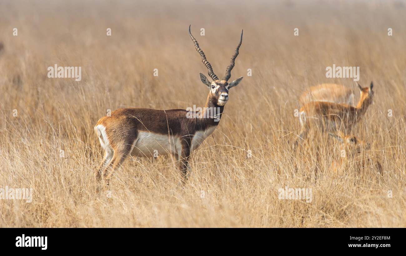 Il tal Chappar Wildlife Sanctuary nel Rajasthan è un paradiso per i blackbucks. Queste graziose antilopi sono note per il loro caratteristico rivestimento bianco e nero. Foto Stock