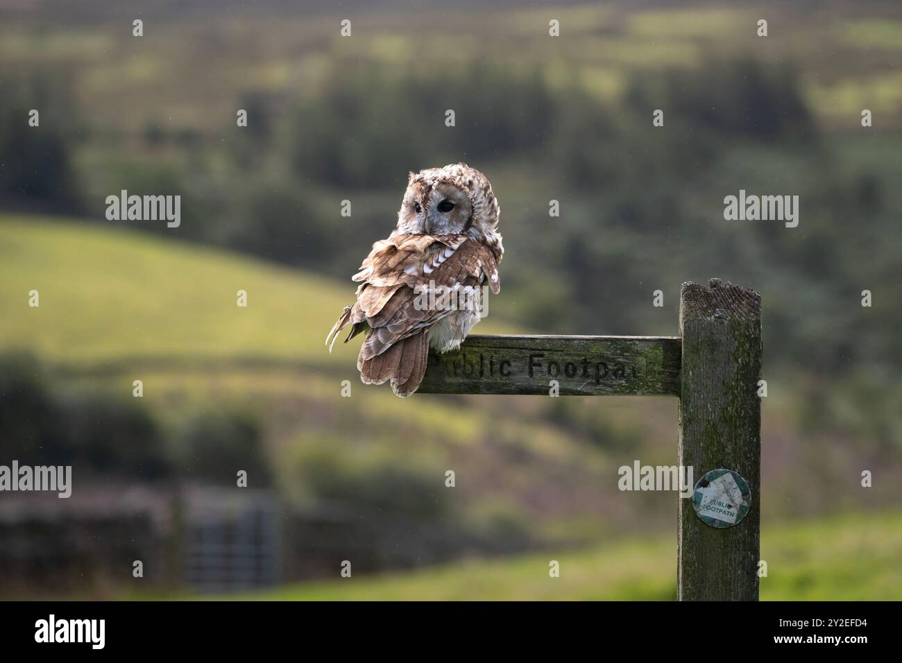 Un Gufo Tawny Strix Aluco appollaiato su un cartello di legno nel paese e preso in condizioni controllate Foto Stock