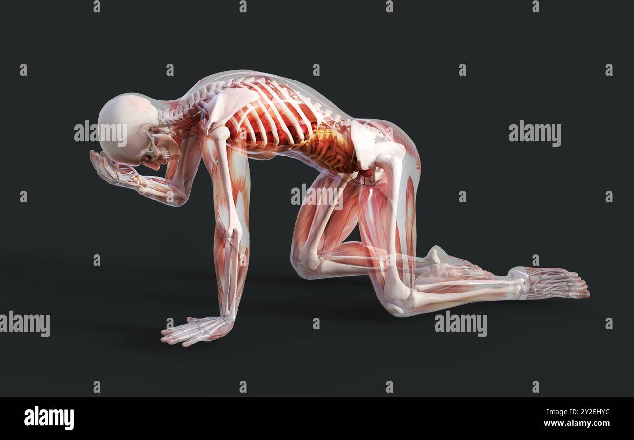 Illustrazione 3d di un sistema muscolare scheletrico maschile, osso e sistema digestivo con percorso di ritaglio Foto Stock