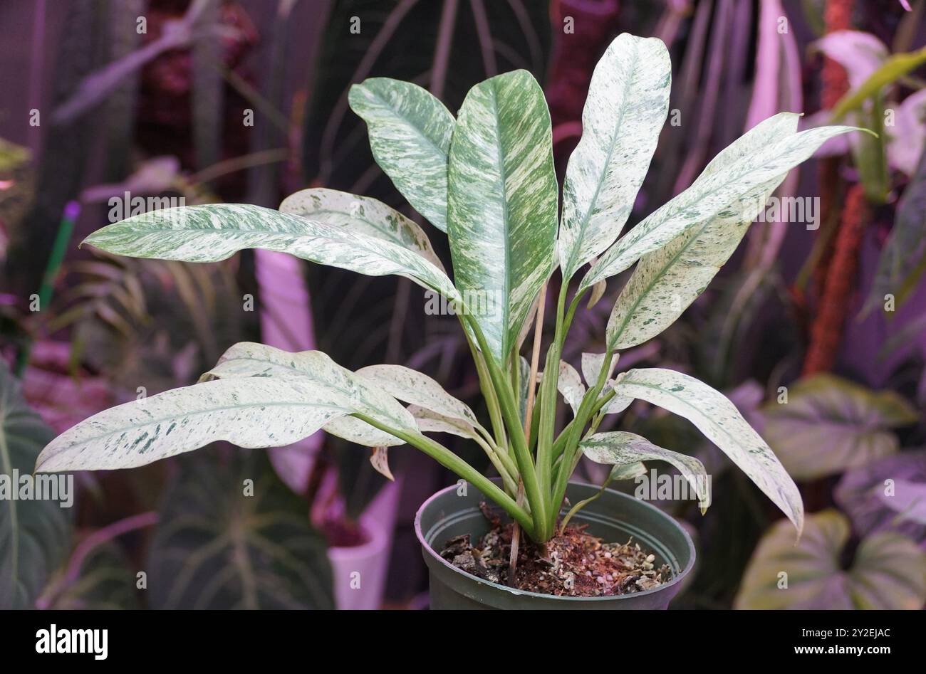 Bellissime foglie di menta verde e bianca di Epipremnum Giganteum variegata, una rara e popolare pianta tropicale Foto Stock