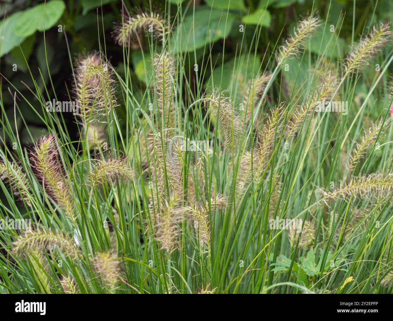 Pennisetum alopecuroides, punte floreali della robusta erba perenne Foto Stock