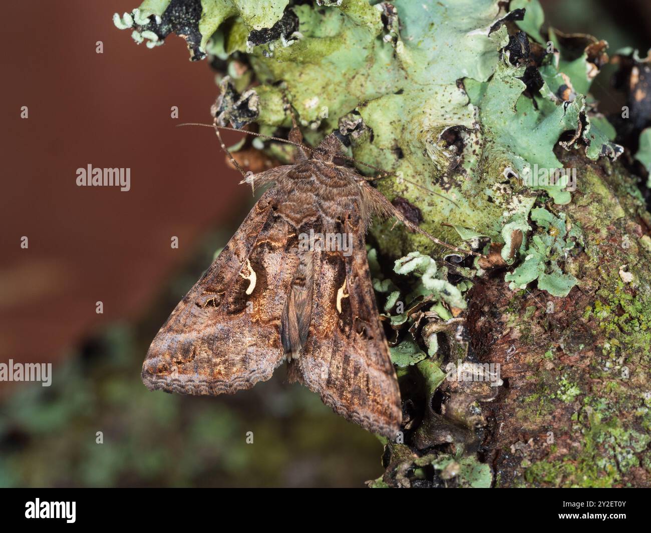 Volo di giorno e di notte tra le specie di falena migrante del Regno Unito, Autographa gamma, Silver Y, su un ramo incrostato di licheni in un giardino di Plymouth Foto Stock