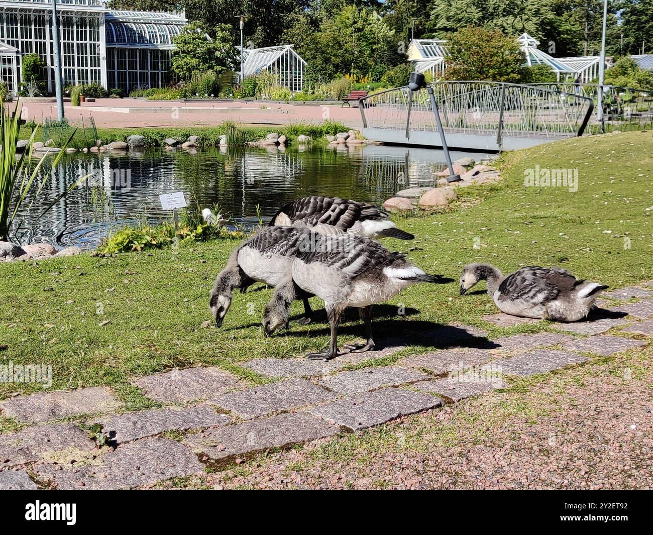 Finlandia, Helsinki, 8 luglio 2024 - Un gregge di oche canadesi pascolano sull'erba del parco Foto Stock