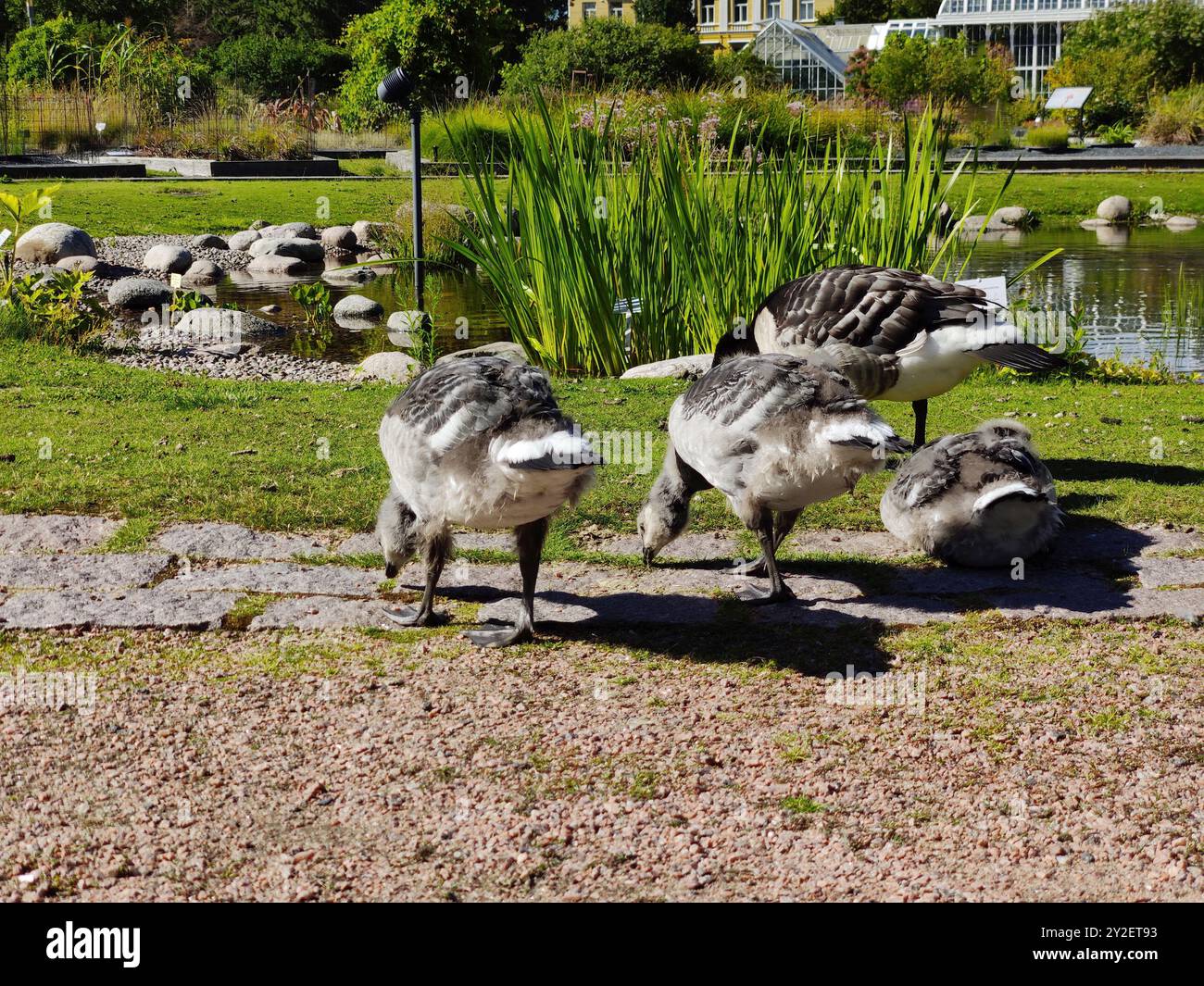 Finlandia, Helsinki, 8 luglio 2024 - Un gregge di oche canadesi pascolano sull'erba del parco Foto Stock