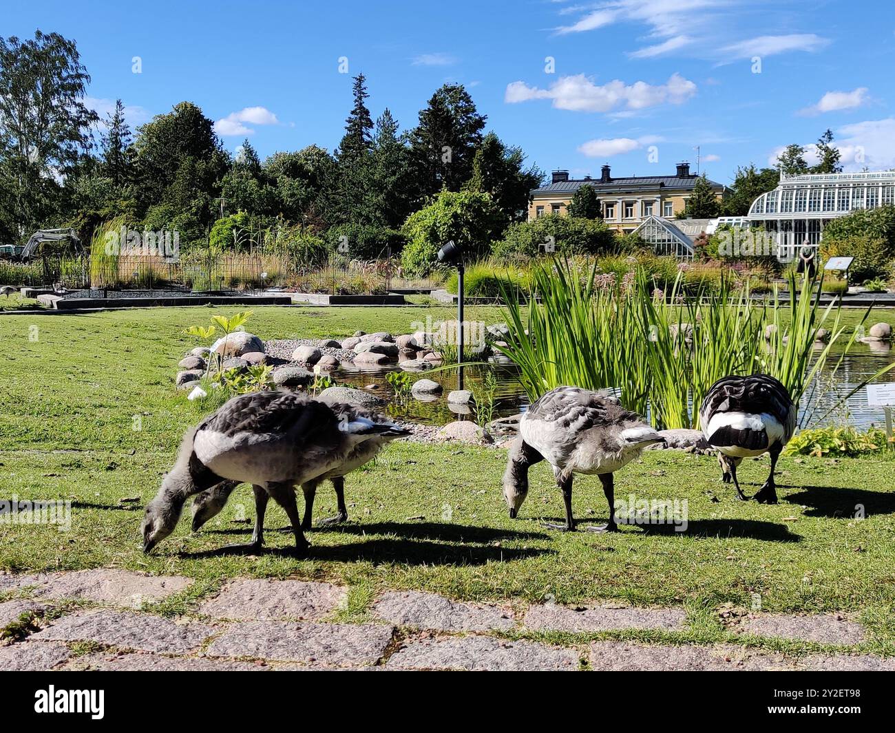 Finlandia, Helsinki, 8 luglio 2024 - Un gregge di oche canadesi pascolano sull'erba del parco Foto Stock