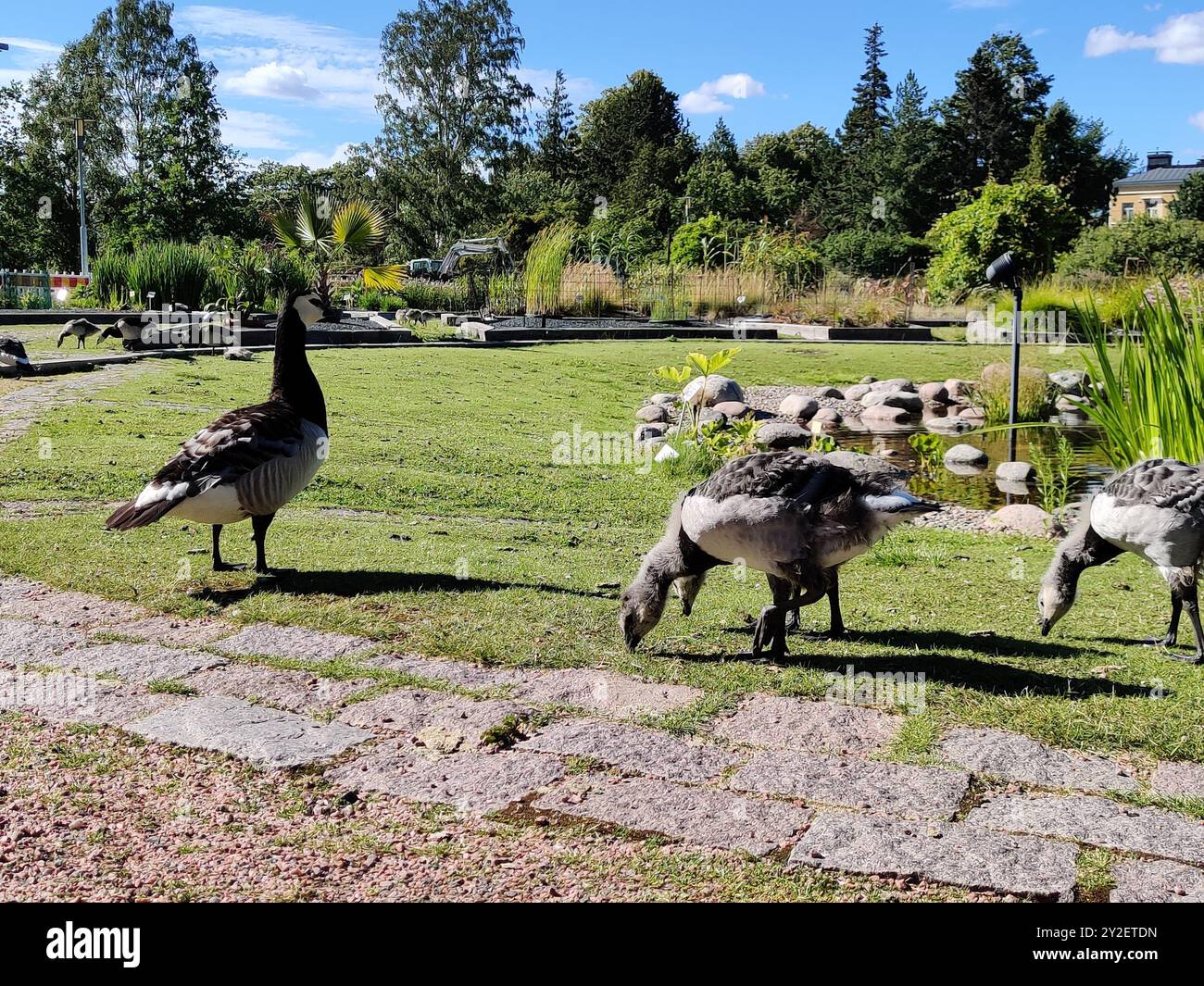 Finlandia, Helsinki, 8 luglio 2024 - Un gregge di oche canadesi pascolano sull'erba del parco Foto Stock
