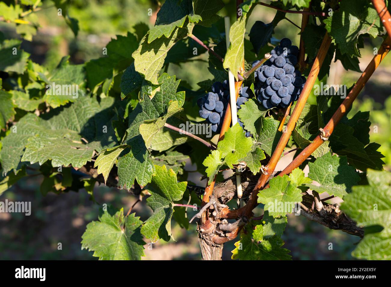 Uve di colore blu scuro mature pronte per essere raccolte dal cespuglio. Foto del vigneto scattata in una giornata di sole Foto Stock