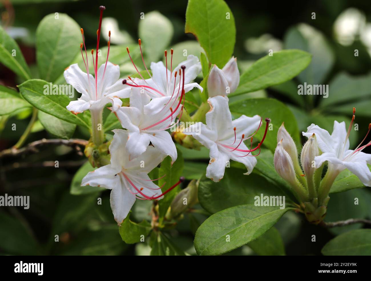 Azalea liscia o Azalea dolce, Rhododendron arborescens, Ericaceae. Nord America orientale. Indigeno degli Stati Uniti. Fiori velenosi. Foto Stock