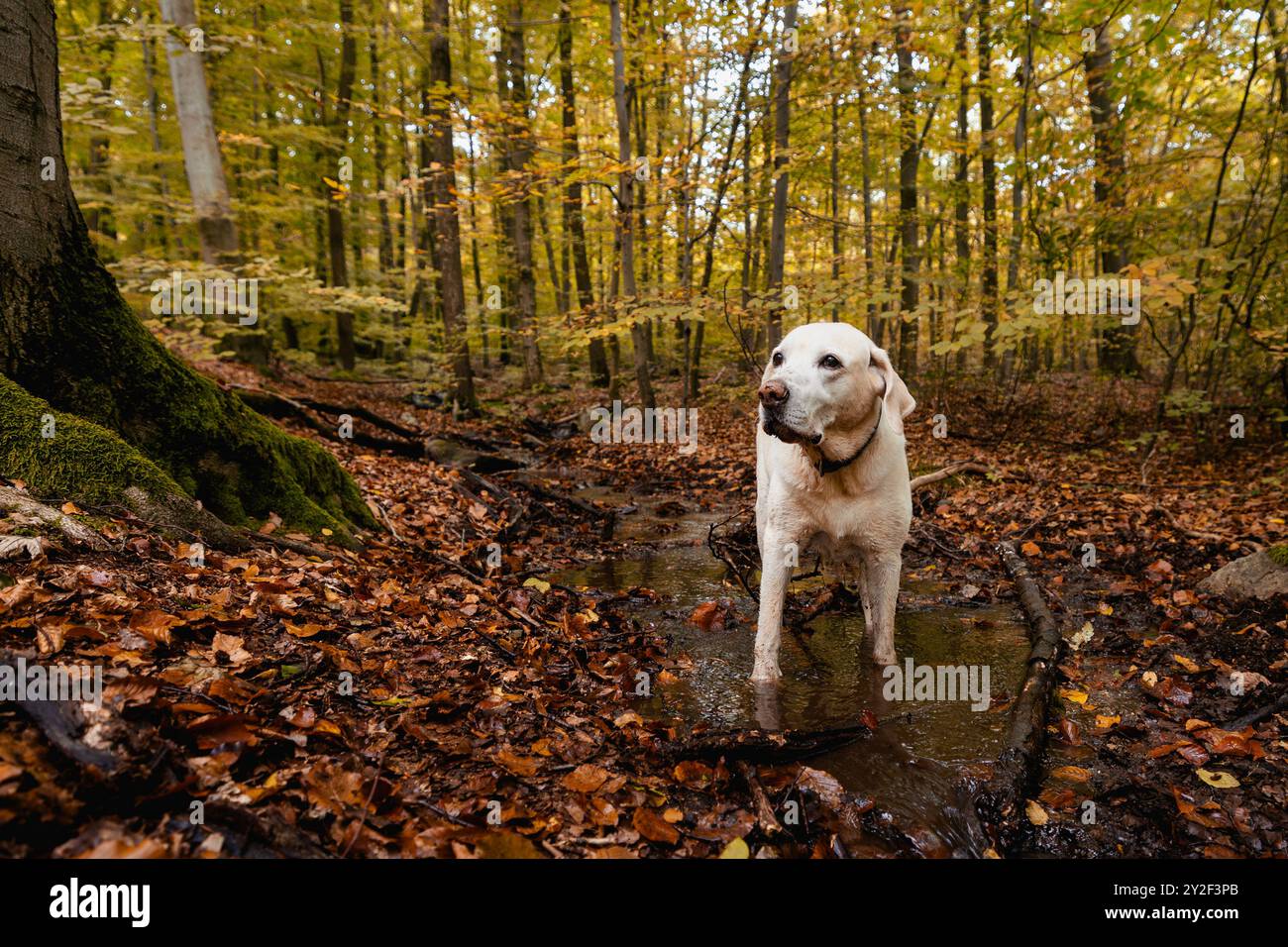 Cane che cammina attraverso il ruscello. Grazioso labrador retriever in acqua circondato da una foresta dai colori autunnali. Foto Stock
