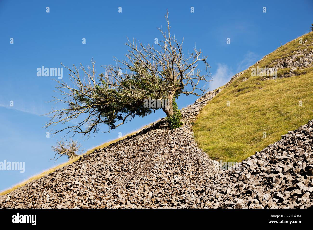 Un albero su un ripido pendio di ghiaia sopra il villaggio di Conistone, Wharfedale, Yorkshire Dales National Park, Foto Stock