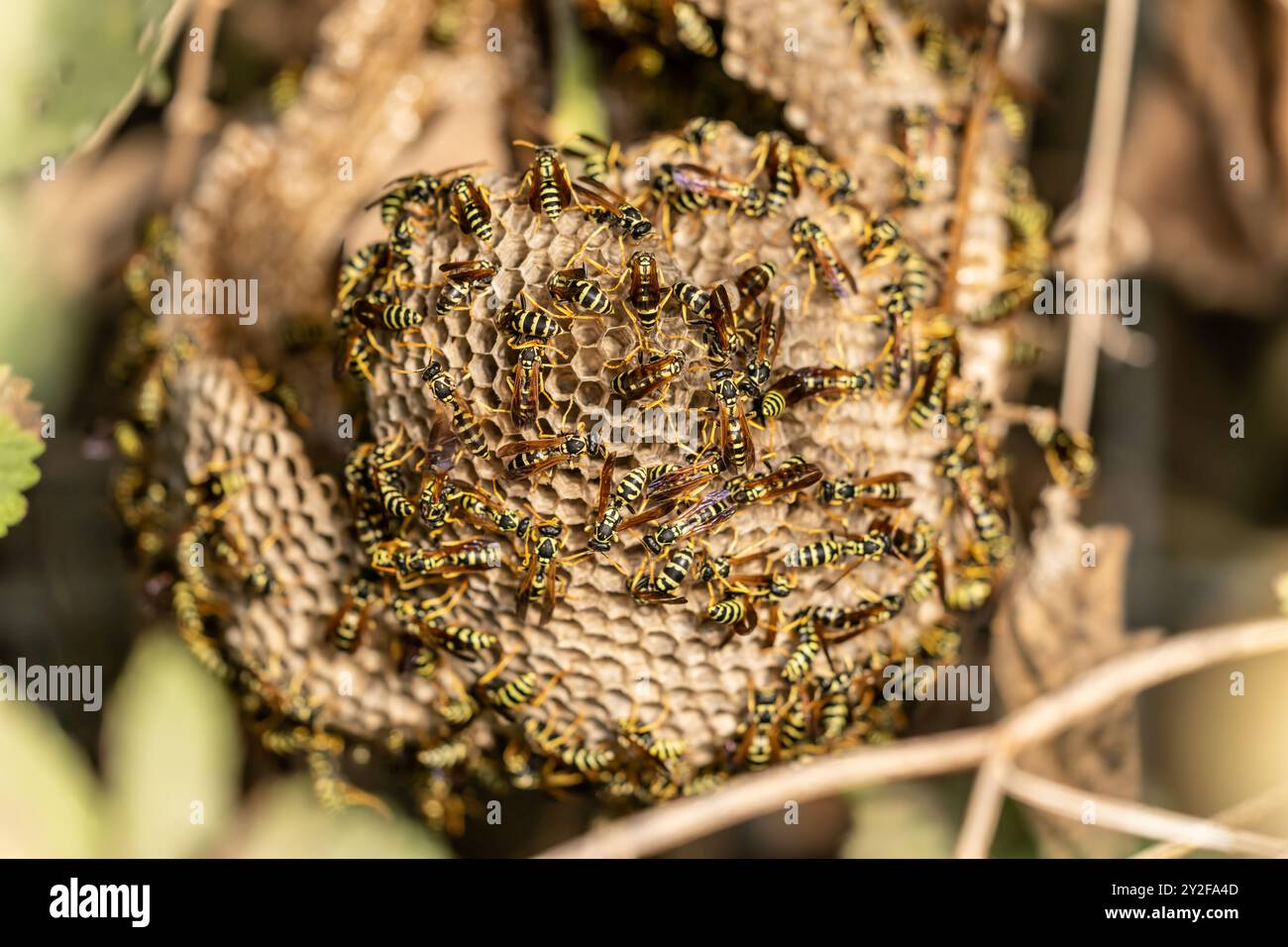 Vespa di carta europea (Polistes dominula) sul loro nido. Sono insetti sociali che producono colonie annuali in nidi di carta. Le vespe raccolgono le fibre fr Foto Stock