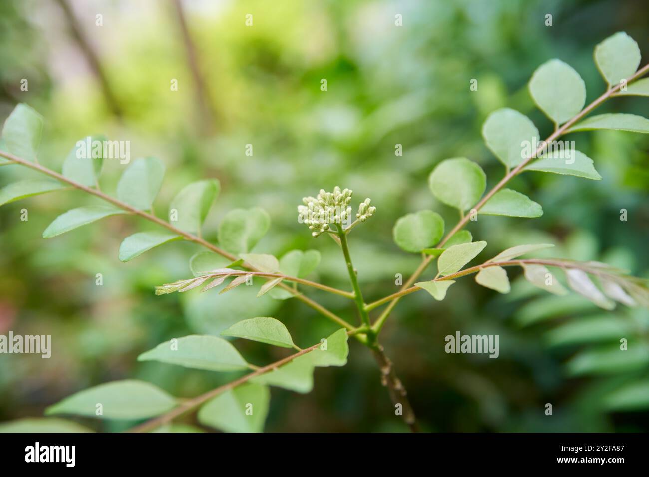 gruppi di piante di foglie di curry piccoli boccioli di fiori sulla punta del ramo in giardino, sfondo morbido con spazio di copia Foto Stock